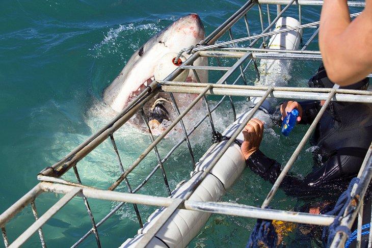 Buceo en jaula con tiburones blancos