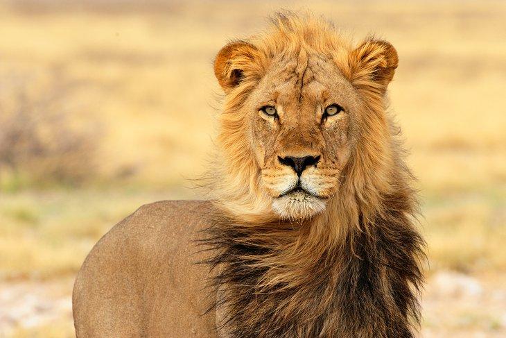 León de melena negra en el Parque Transfronterizo Kgalagadi (Kalahari), Cabo Norte
