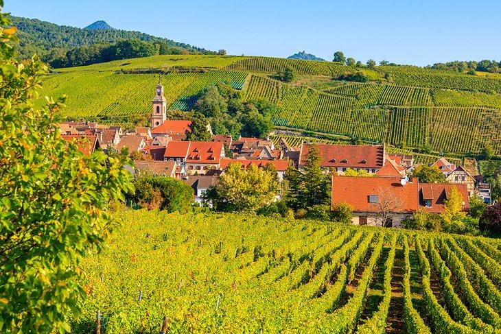 Dorf Riquewihr umgeben von der elsässischen Landschaft