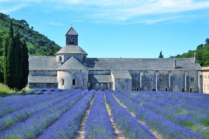 Lavendelfeld an der Abbaye Notre-Dame de Sénanque