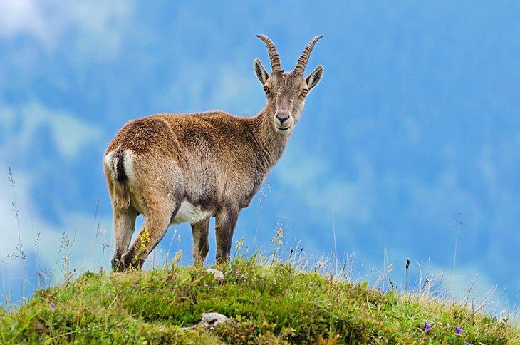 Jeune ibex alpin, le Niederhorn