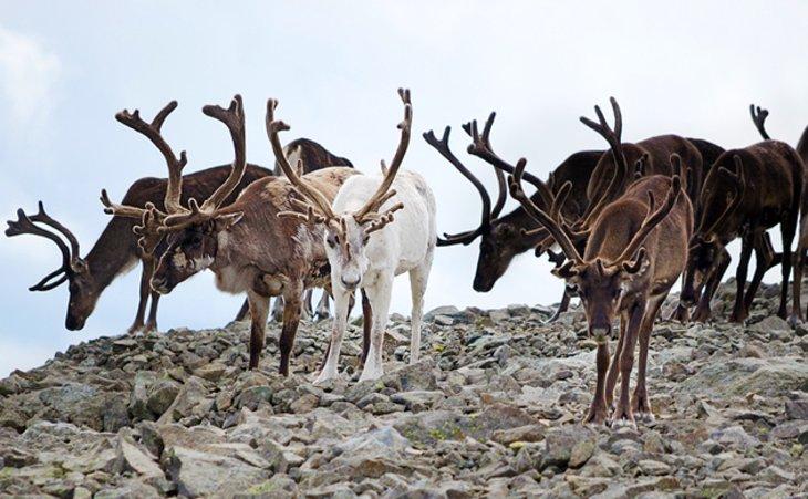 Renne dans le Jotunheimen