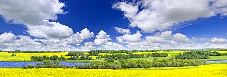 Campos de canola en las praderas canadienses