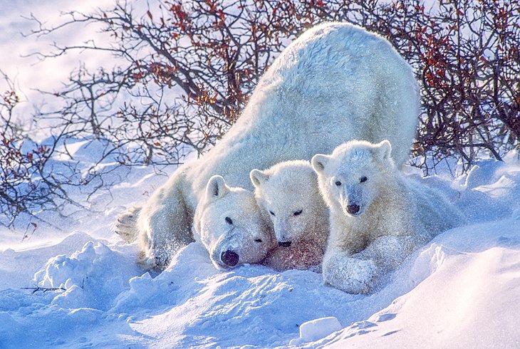 Osos polares en Churchill