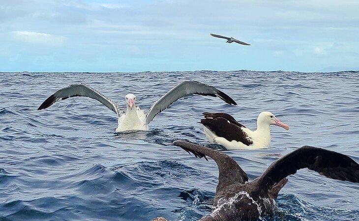 Albatros bei einer Boots-Tour in Kaikoura