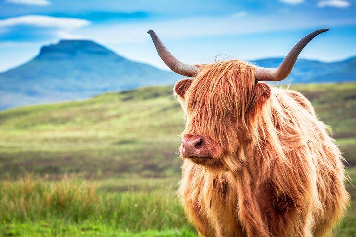 Vaca de las Tierras Altas en la Isla de Skye, Escocia