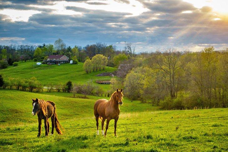 Caballos en la Región del Bluegrass de Kentucky