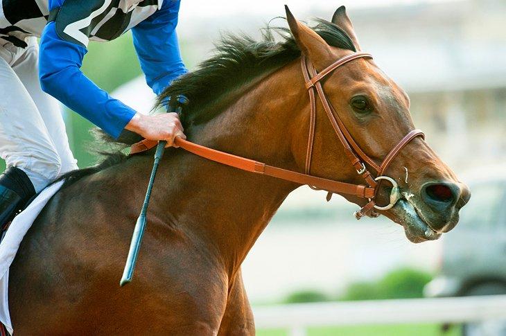 Carreras de caballos