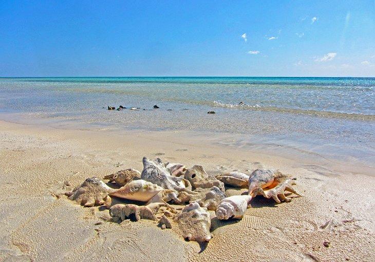 Coquillages sur la plage de Sharm El Luli
