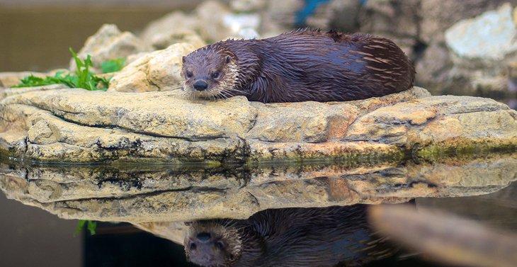 Nutria