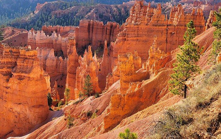 Hoodoos im Bryce Canyon