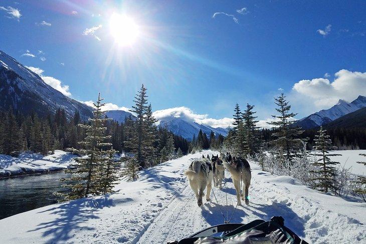 Hundeschlittenfahren in Banff