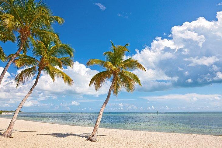 Palmen am Strand in Key West