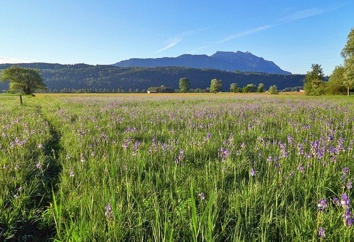Das Ruggeller Riet Naturschutzgebiet