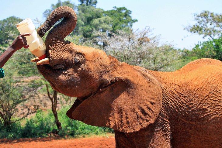 Elefante siendo alimentado en el David Sheldrick Wildlife Trust