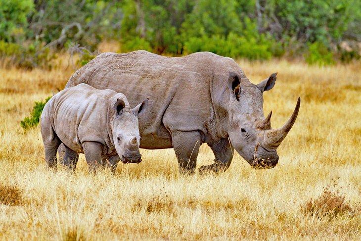 Rinocerontes en el Conservatorio Old Pejeta