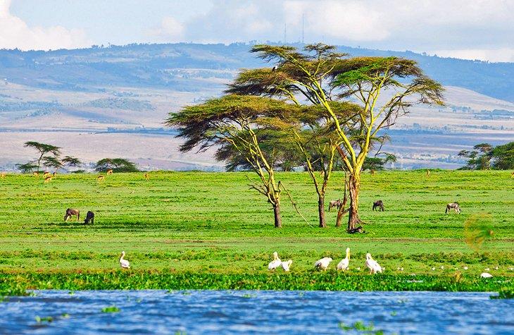 Lago Naivasha