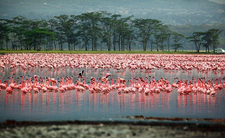 Parque Nacional Lago Nakuru