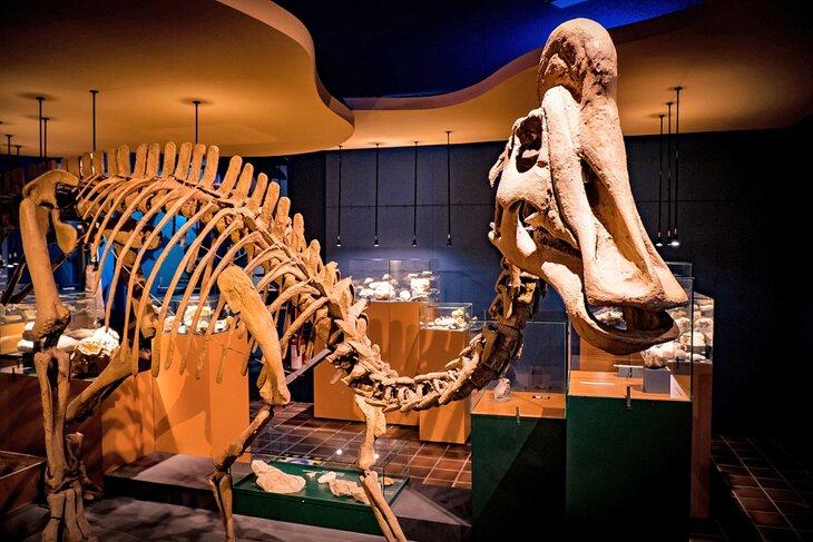 Museo de Historia Natural en Maastricht