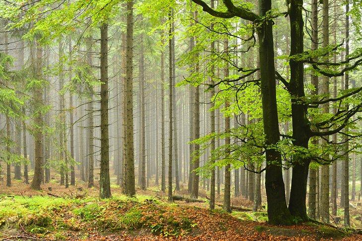 Árboles de haya y abeto noruego en un día de niebla en el Parque Nacional de Harz