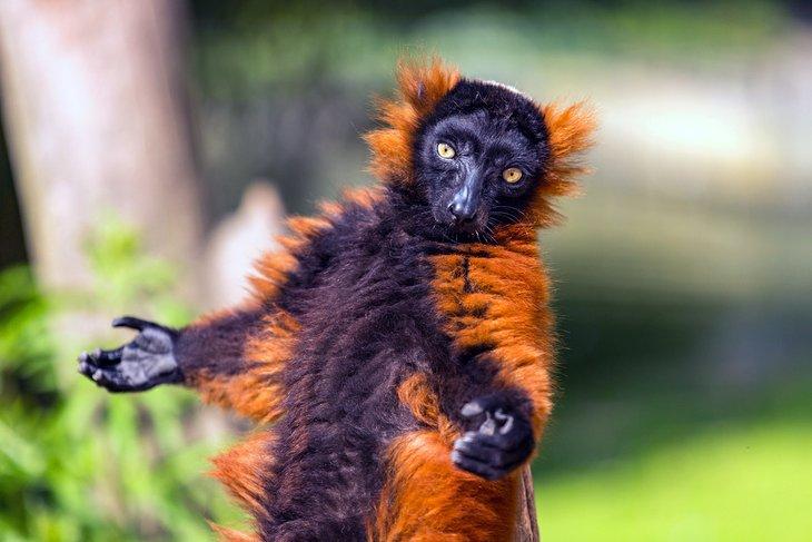 Lémur de cola roja en el Artis, Jardín Zoológico Real de Ámsterdam