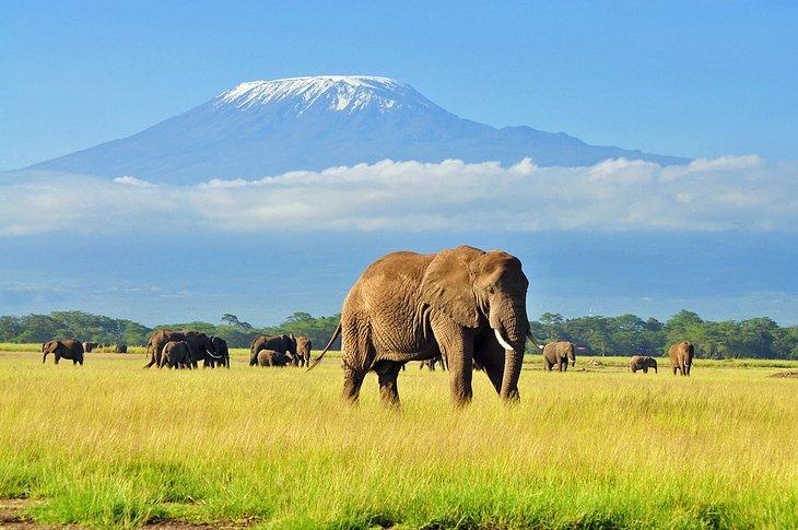 Elefantes con el espectacular telón de fondo del Monte Kilimanjaro