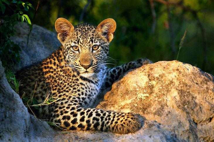 Cachorro de leopardo en el Parque Nacional Kruger