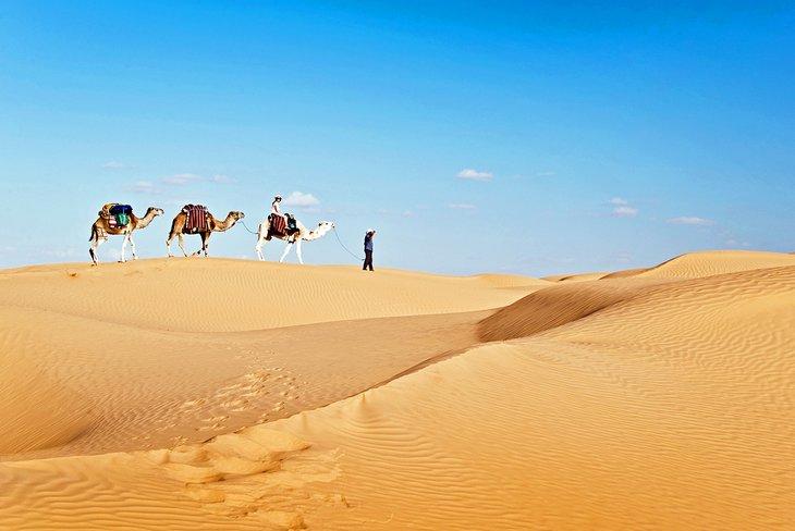 Camellos en el Gran Erg Oriental, Túnez