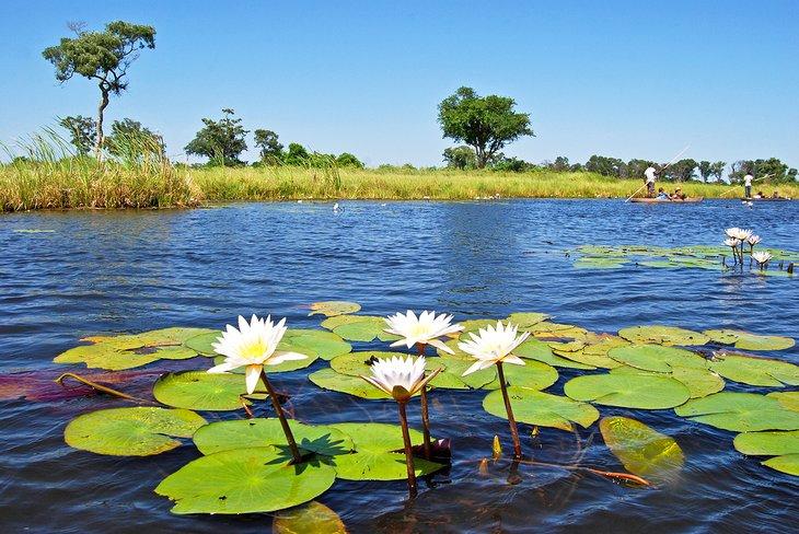 Delta del Okavango