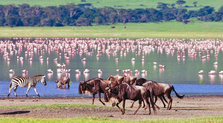 Vida silvestre en el Cráter Ngorongoro
