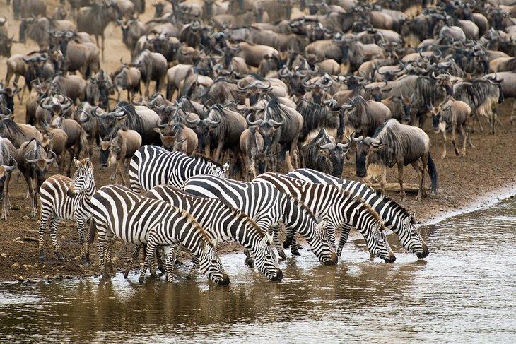 La Gran Migración en la Masai Mara