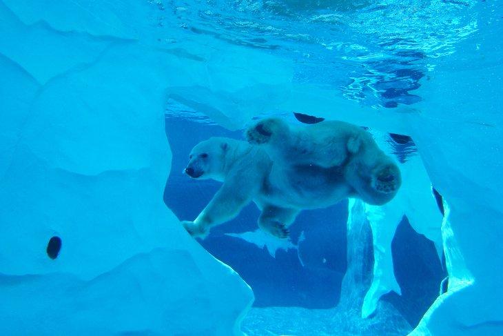 Un oso polar nada en el Zoológico de Detroit
