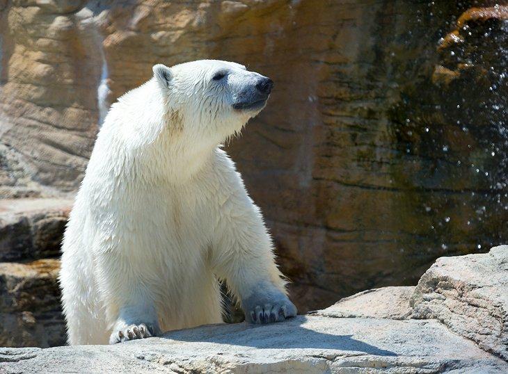 Oso Polar en el Zoológico de Assiniboine Park