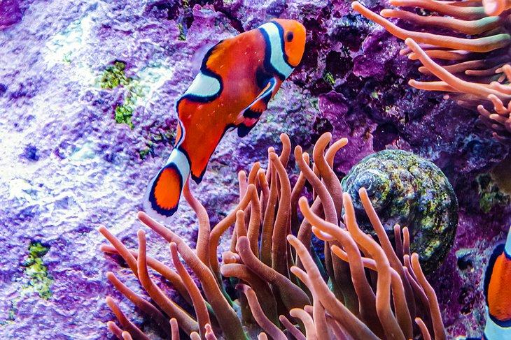 Pez Payaso en el Adventure Aquarium