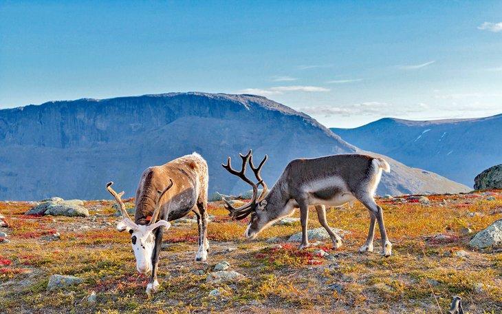 Renos en el Parque Nacional de Sarek