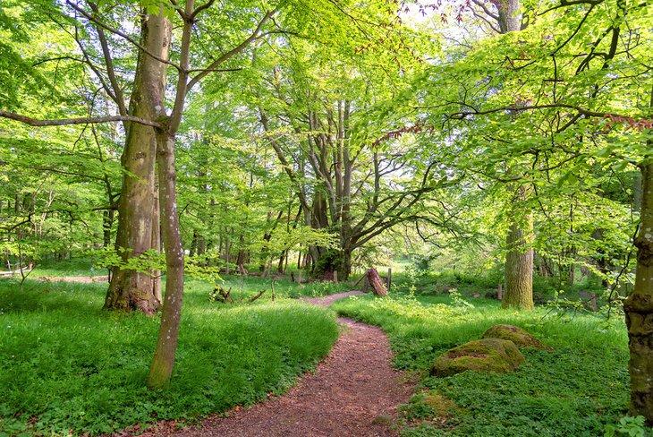 Sendero a través del bosque en el Parque Nacional de Stenshuvud