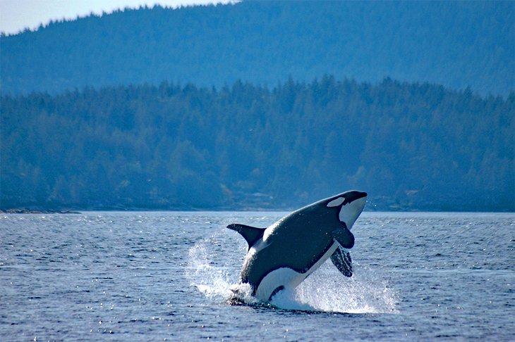 Orca vor San Juan Island