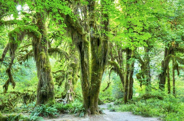 Hall of Mosses Trail, Hoh-Regenwald