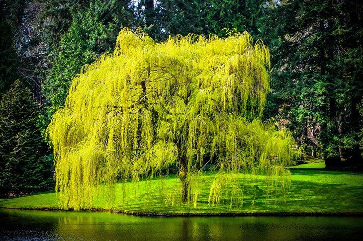 Weeping Willow im Bloedel Reserve
