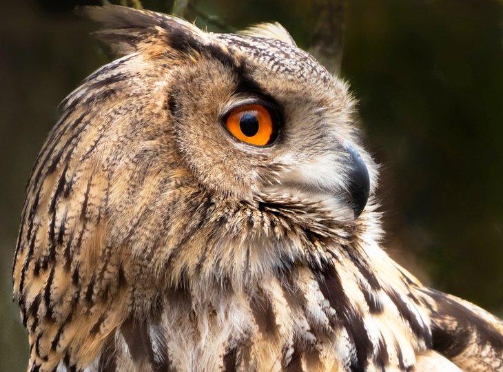 Hibou au Tierpark Lange Erlen