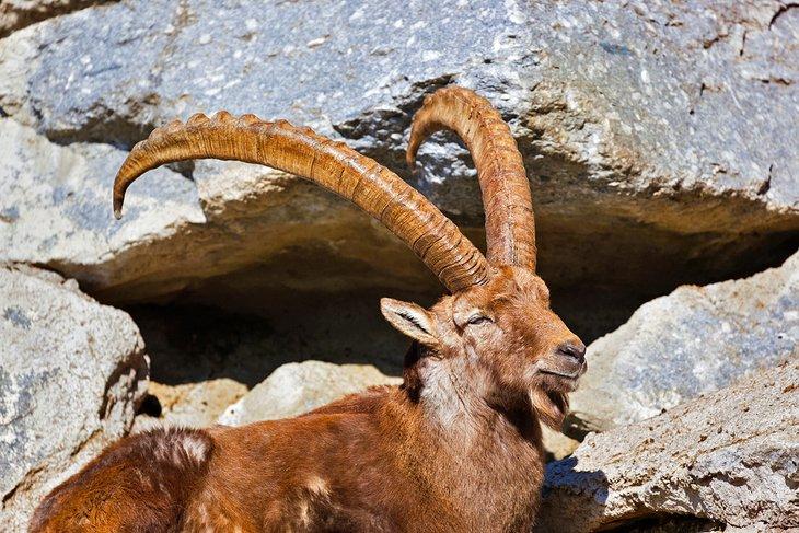 Íbice alpino en el Alpenzoo Innsbruck