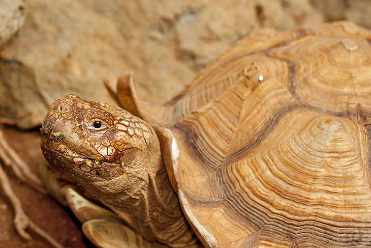 Tortuga