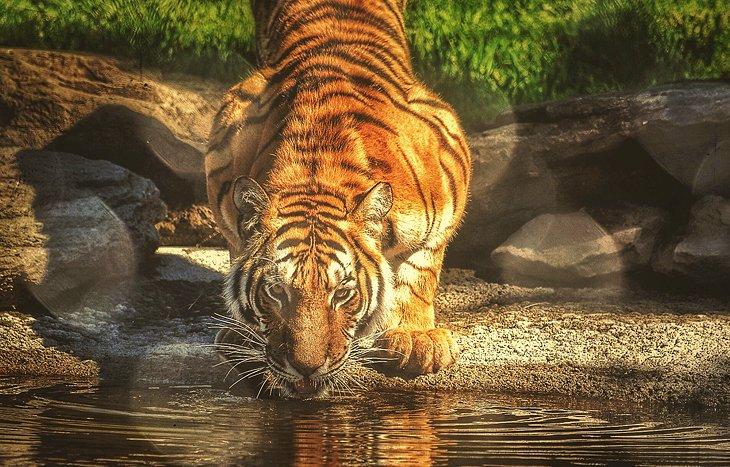 Tigre de Amur en el Zoológico de Magnetic Hill
