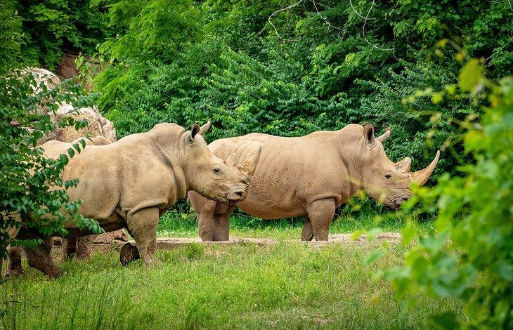 Rinoceronte Blanco del Sur en el Zoológico de Nashville