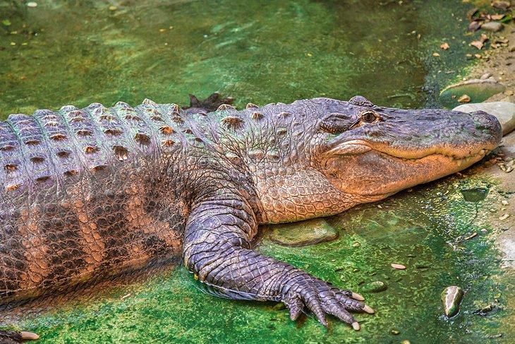 Alligator américain au Tiergarten