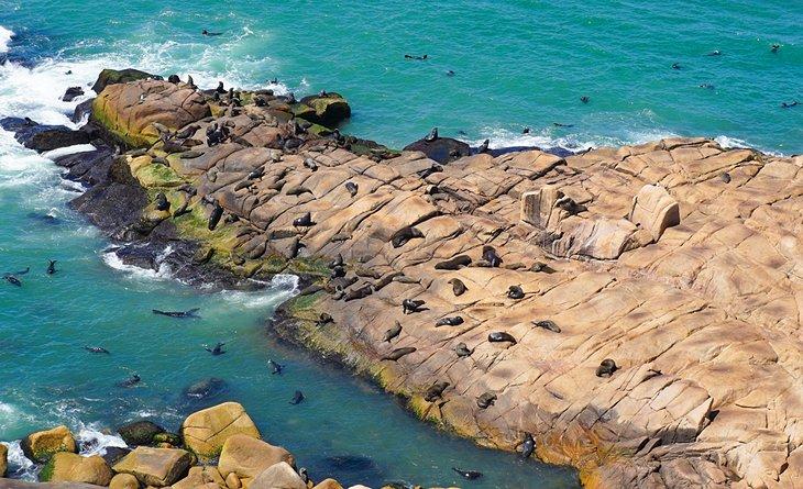Leones Marinos en Cabo Polonio