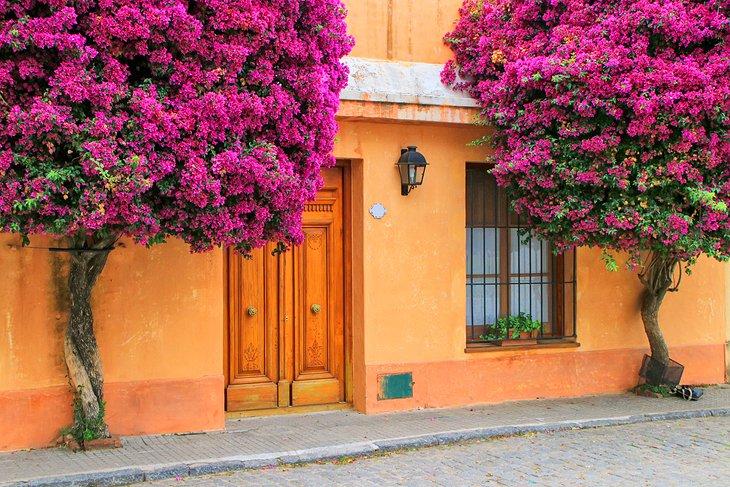 Árboles de Bugambilia en Colonia del Sacramento