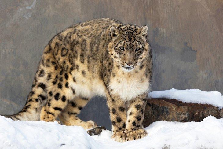 Leopardo de las nieves en el Zoológico de Granby