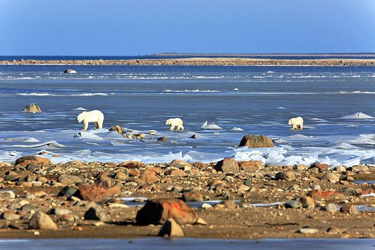 Osos polares sobre el hielo en la Bahía de Hudson