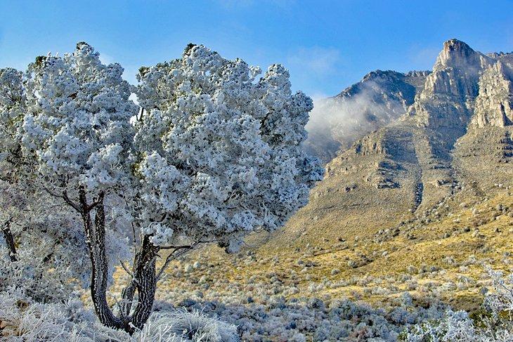 Una ligera capa de nieve en el Parque Nacional de las Montañas Guadalupe